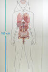 Silueta con órganos – Mujer. Tamaño real: 160x65cm